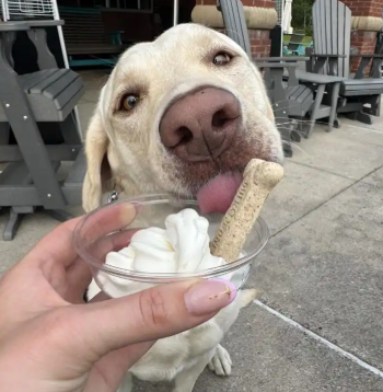 MPIC_Dog Sundae.png